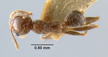 Media type: image;   Entomology 20666 Aspect: habitus dorsal view